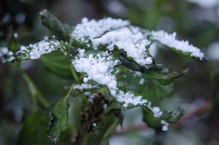 绿叶上的雪。 雪花接近了。