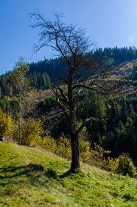 秋季晴天的喀尔巴阡山