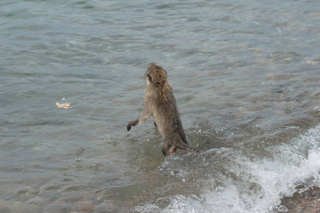 猴子岛,泰国猴子在海边的海滩上.照片