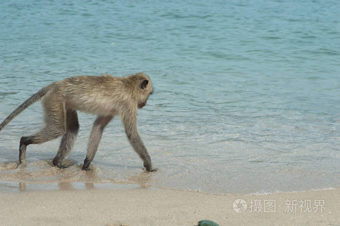 泰国猴岛猴子在海边的海滩上
