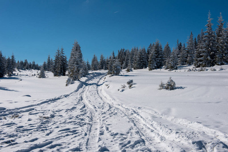 森林中的雪山乡村道路图片