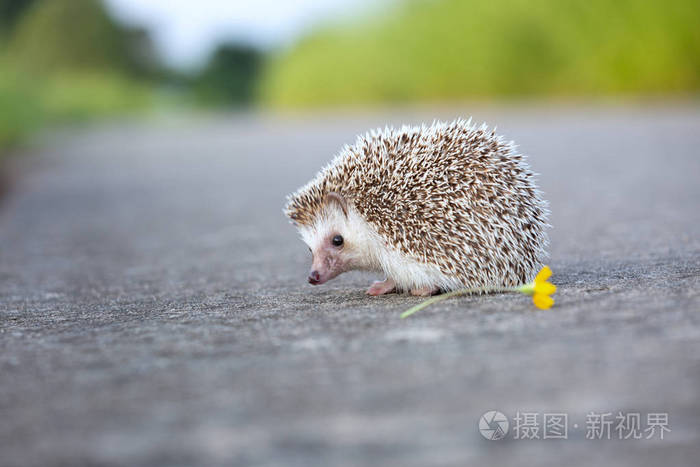 欧洲刺猬走在混凝土道路上,花园背景,非常漂亮的脸和两个前爪.