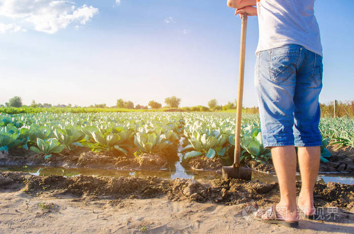农夫正在给田地浇水.自然灌溉.卷心菜种植园生长在田间.蔬菜排.农业