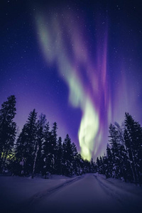 美丽的紫色和绿色北极光北极光在夜空中的冬季拉普兰景观，芬兰，斯堪的纳维亚