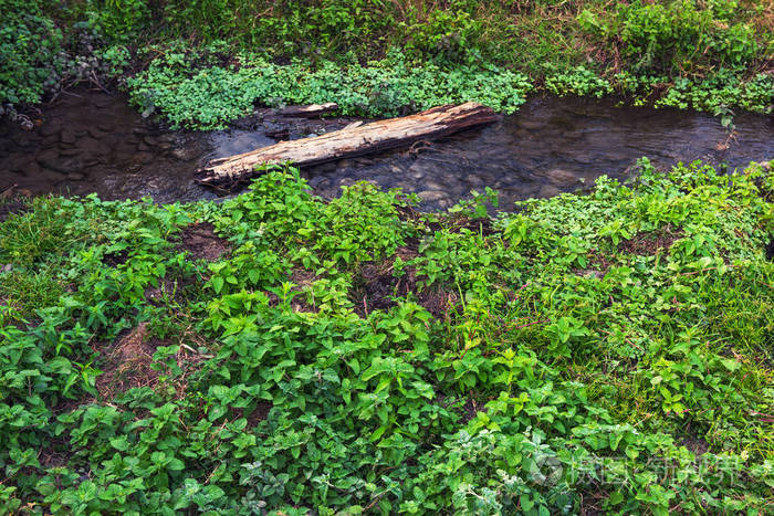 水边的薄荷灌木丛