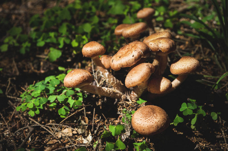 在针叶林中伞蜂蜜的食用蘑菇。生长在绿色三叶草丛中的自然环境中的蘑菇群