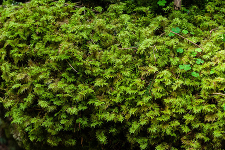 高山森林纹理中的苔藓