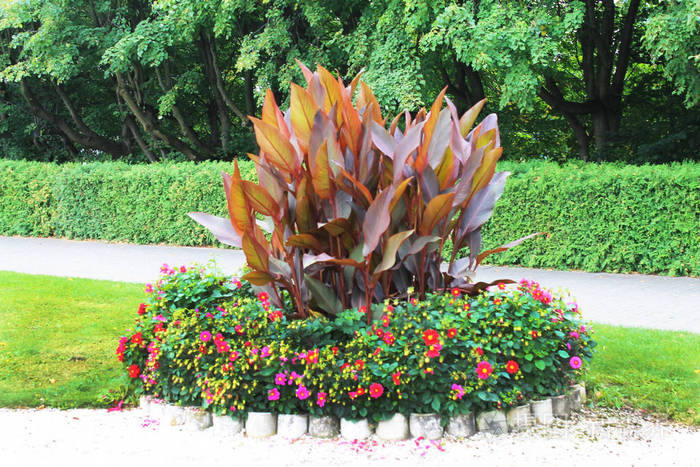 美丽的花坛盛开的五颜六色的花