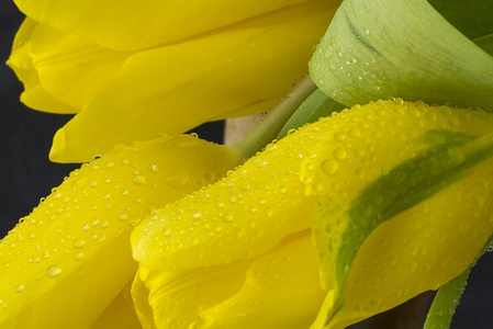 黄色郁金香，深色背景有水滴