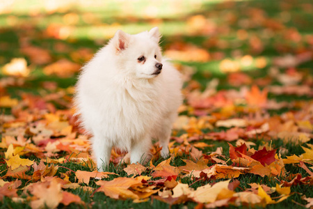 可爱的白色友好的斯皮茨狗在秋天的叶子在公园里。