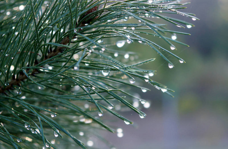雨后水滴在松针上照片