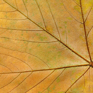 秋天叶的五颜六色的纹理。 秋叶纹理背景。 刻字的空间。 最小的艺术概念。