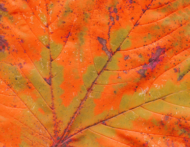 纹理背景秋叶。 秋天的树叶纹理。 秋季叶脉结构特写