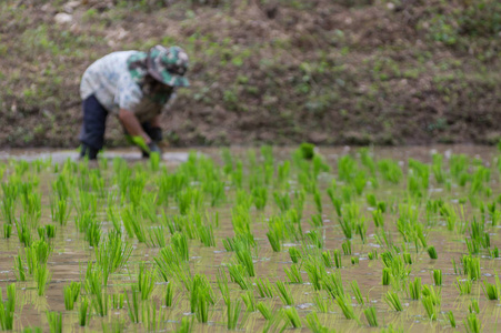 人们在有机稻田里种植水稻。