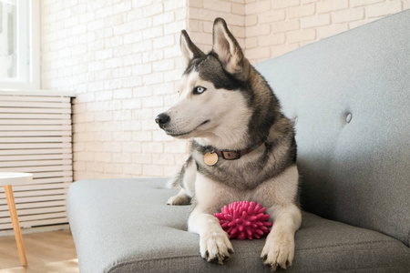 年轻漂亮有趣的哈士奇狗坐在家里的灰色纺织沙发上的肖像。 家庭纯种狗的笑脸，耳朵尖。 阁楼风格砖墙背景关闭复制空间。