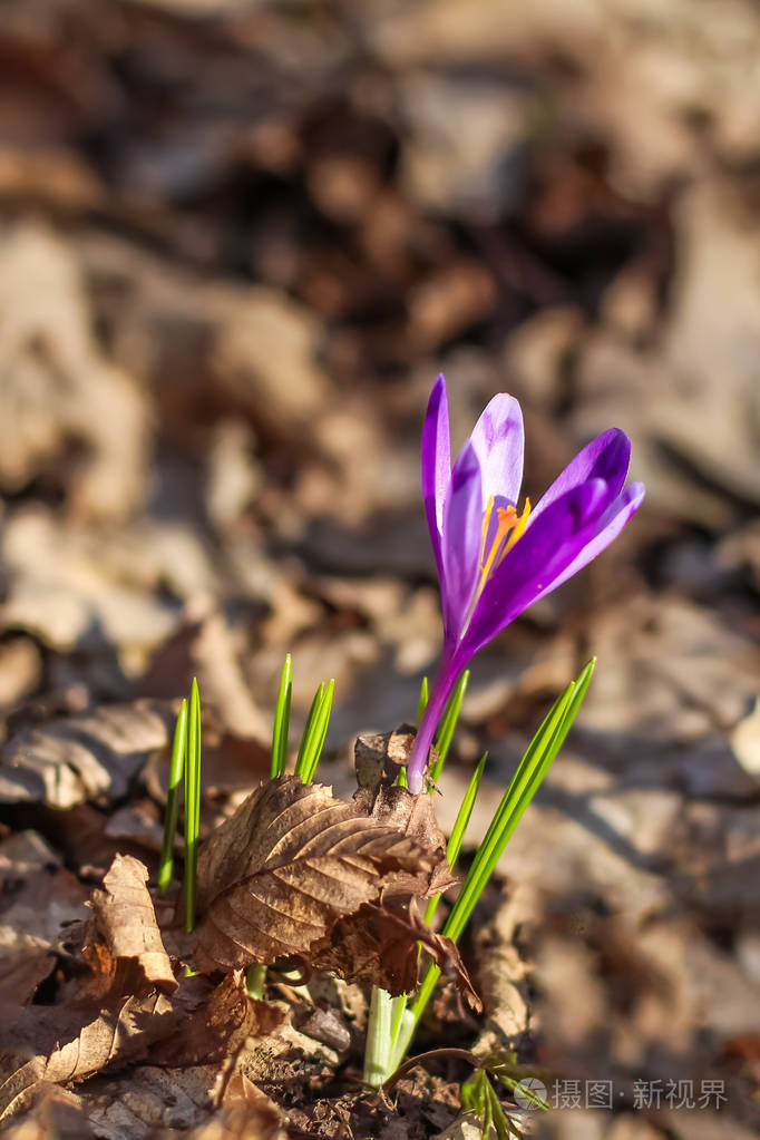 美丽的紫罗兰番红花特写 早春花 自然褐色背景照片 正版商用图片13jqfg 摄图新视界