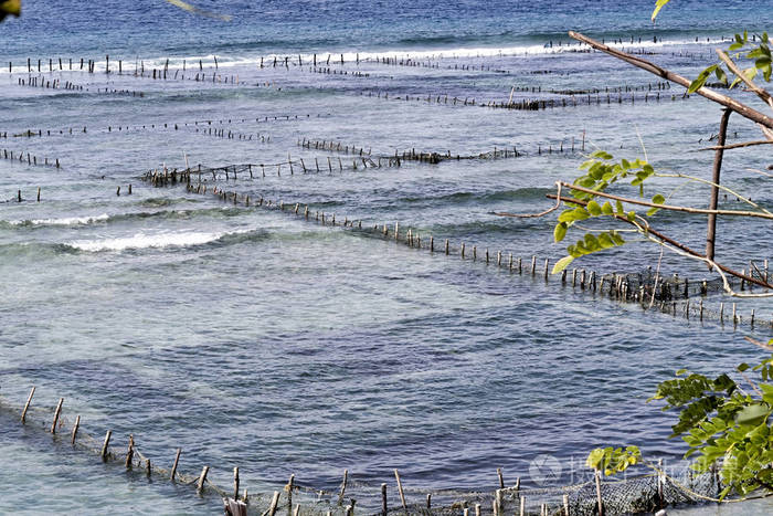 印度尼西亚南沙海藻种植园