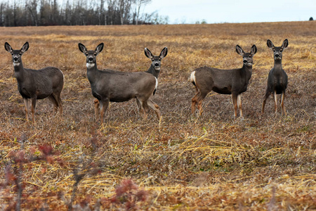 秋天一群骡子鹿在干草场放牧的图像。