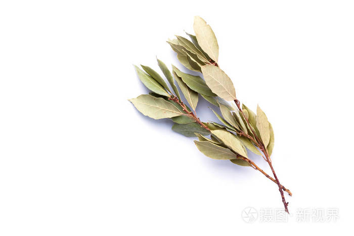 干月桂叶的分枝白色背景下分离
