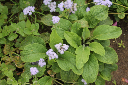 娇嫩的紫色花朵蓬松地躲在树叶里。