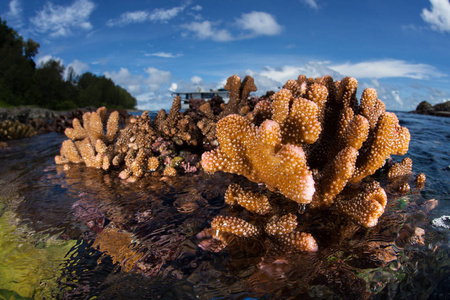 珊瑚礁建筑珊瑚在所罗门群岛的低潮时暴露在空气中。 这个偏远的热带地区是珊瑚三角形的一部分，以其壮观的海洋生物多样性而闻名。