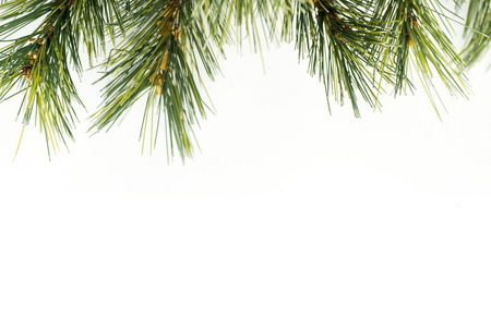 松树或云杉的枝条，用于圣诞节装饰在工作室与复制空间。 孤立于白色背景