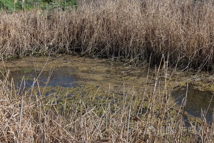 水污染. 生态问题. 塑料的问题. 使用水是危险的,禁止使用