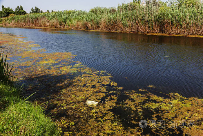 垂死的小河长满了沼泽植物. 周围污染跨越藻类的快速生长. 生态问题.