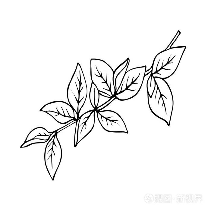 手绘矢量插图.