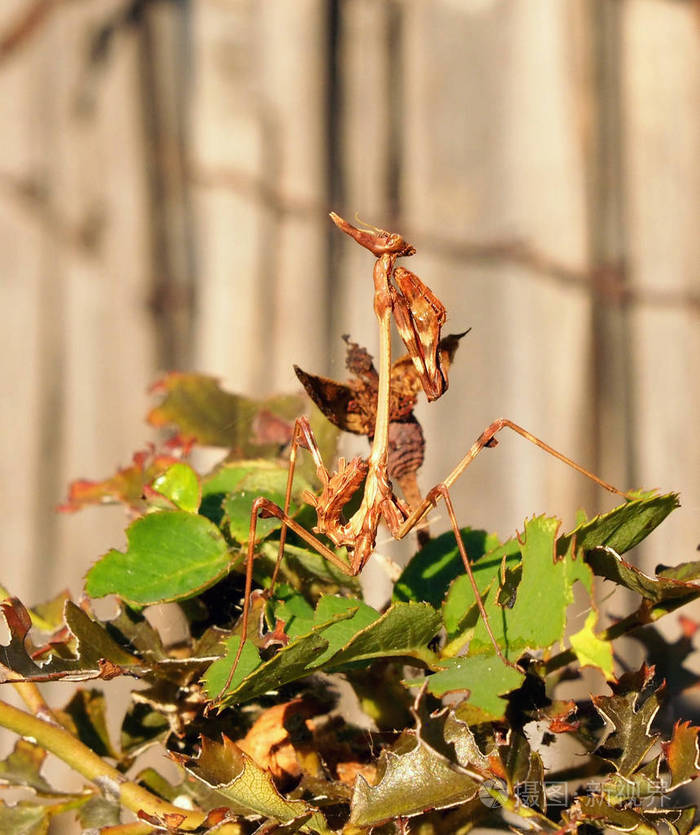 螳螂从家庭sphondromantis潜伏在绿叶上