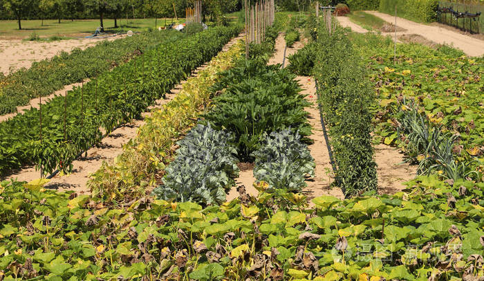 大型菜园,有卷心菜,生菜,茄子和其他类型的蔬菜