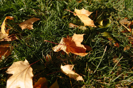 美丽明亮的秋天背景，在阳光明媚的日子里有黄色和红色的叶子