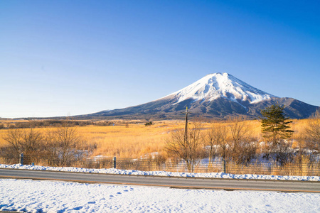 富士山有金色的田野