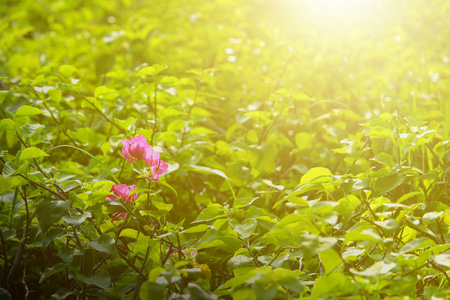 绿叶的花和自然观。 自然背景。