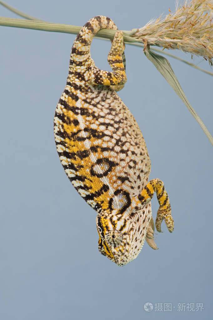 地毯变色龙furcifer侧翼晒在植物茎上