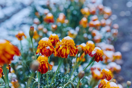 第一场雪落在橙黄的花朵上..花儿冻死了，因为第一次霜冻