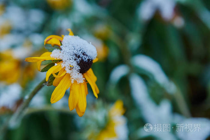 以雨夹雪的形式降水 初雪遮明秋花 他们冻僵了 从寒冷中枯萎了 照片 正版商用图片13k4fd 摄图新视界