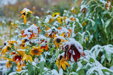 第一场雪落在橙黄的花朵上..花儿冻死了，因为第一次霜冻