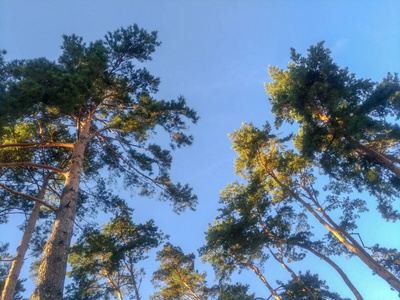 天空中的树木, 清澈的空气