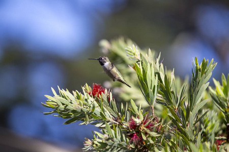 s hummingbird Calypte anna spotted outdoors in San Francisco