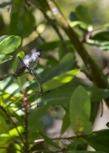 s hummingbird Calypte anna spotted outdoors in San Francisco