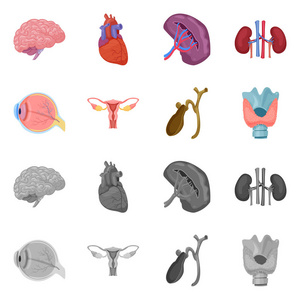 物体和人体图标的孤立对象。收集身体和医学矢量图标的股票