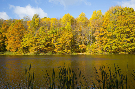诺夫哥罗德公园Shchelkovo农场五彩缤纷的秋天景观
