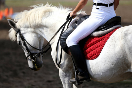 马术比赛骑马鞍下美丽的青年运动马照片