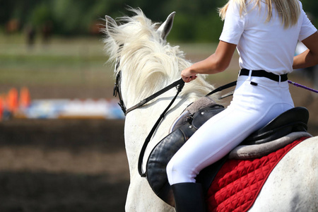 马术比赛骑马鞍下美丽的青年运动马照片