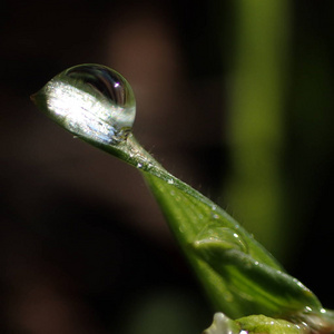 一滴露水在草地上图片