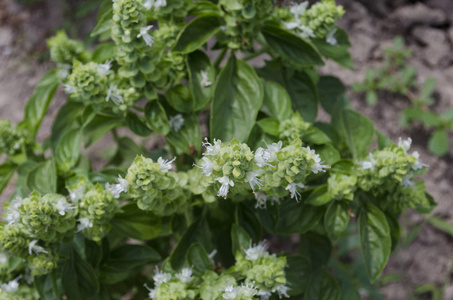 保加利亚北部种植生物蔬菜