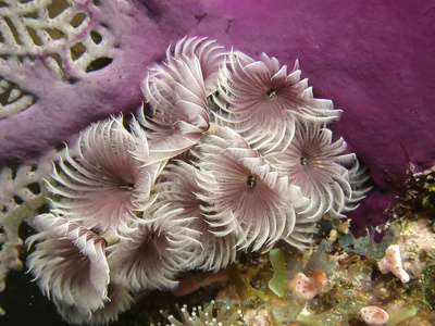 卡比安海的珊瑚礁图片