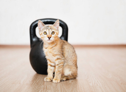 好奇的小猫坐在地板上的金属水壶铃前面。