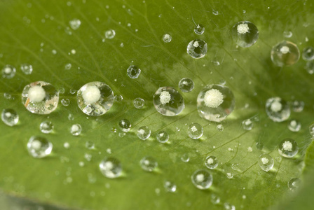 雨后树叶上的水滴图片